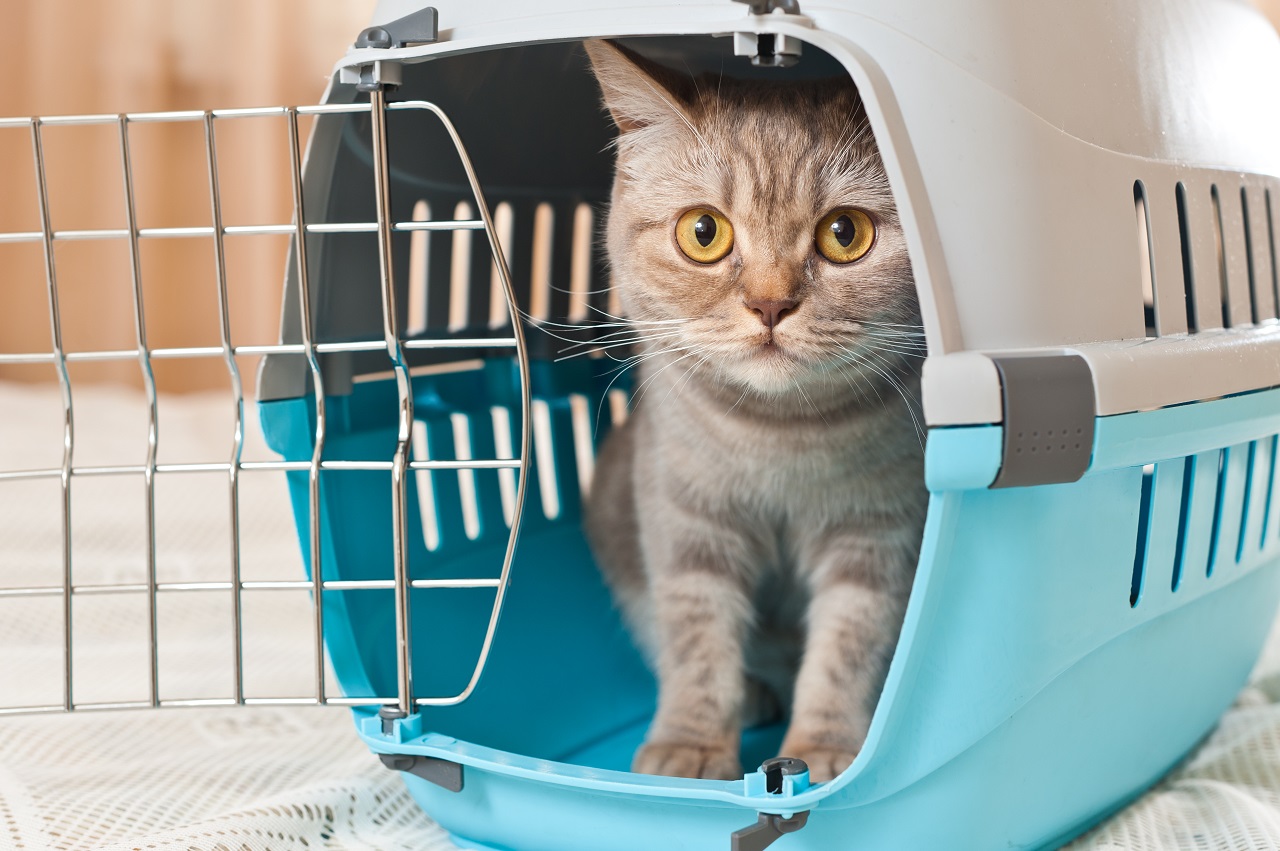 Adopcja kota – wszystko, co powinieneś wiedzieć