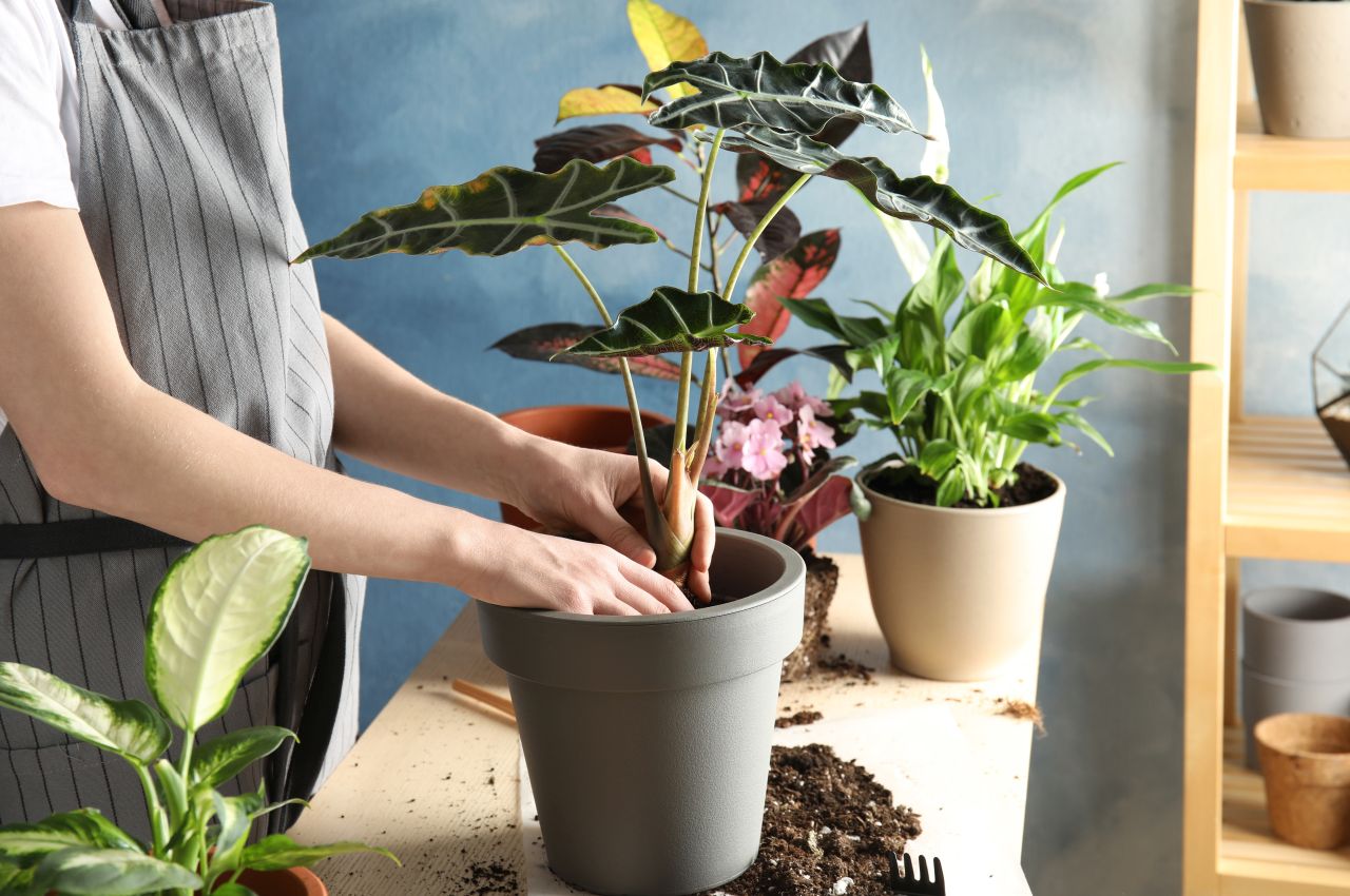 Jak w pełni wykorzystać rośliny, jako dodatek do przestrzeni ogrodu i wewnątrz domu?